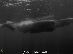 Meet the family

Fully mature Bull (Biggest I have ever... by Arun Madisetti 